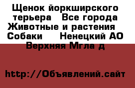 Щенок йоркширского терьера - Все города Животные и растения » Собаки   . Ненецкий АО,Верхняя Мгла д.